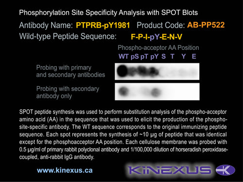 AB-PP522