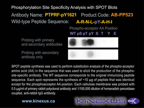 AB-PP523