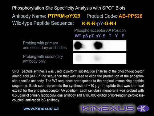 AB-PP526