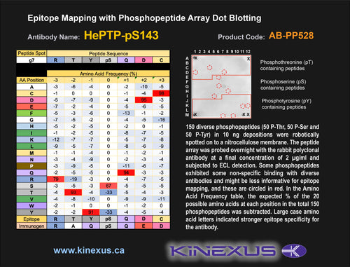 AB-PP528