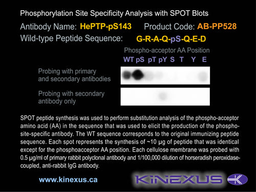 AB-PP528