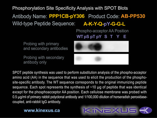 AB-PP530