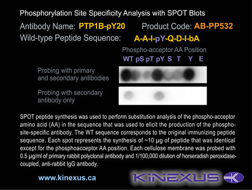 AB-PP532