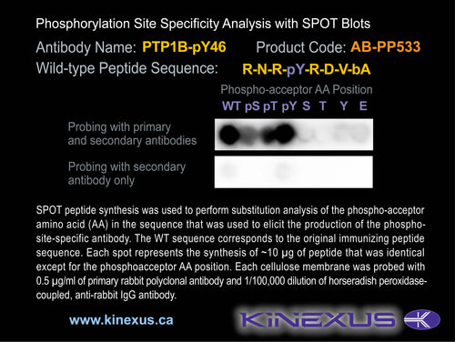 AB-PP533