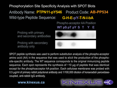 AB-PP534
