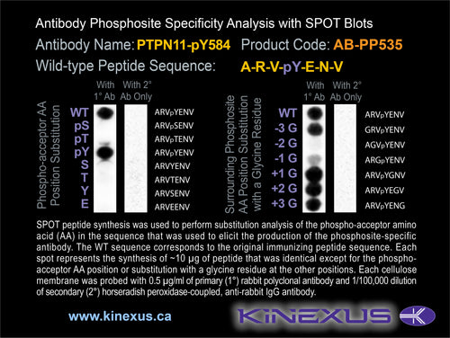 AB-PP535