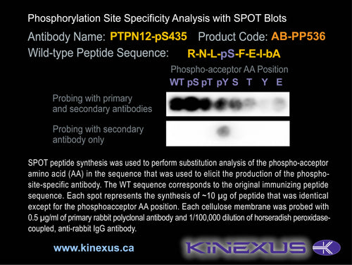 AB-PP536