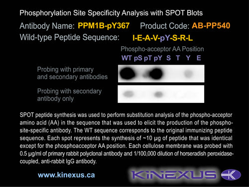 AB-PP540