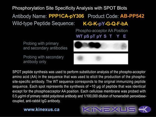 AB-PP542