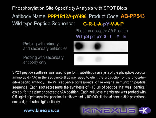 AB-PP543