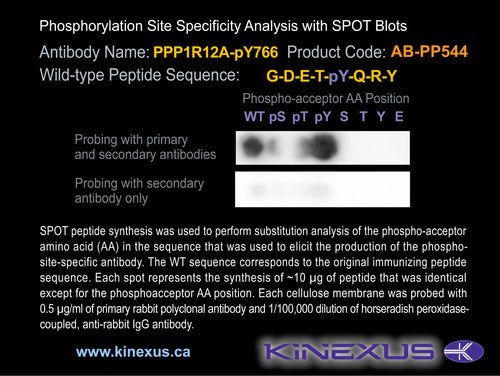 AB-PP544