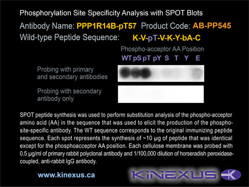 AB-PP545