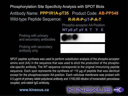 AB-PP548