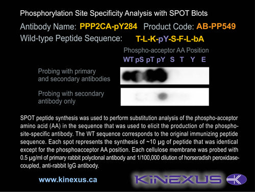AB-PP549