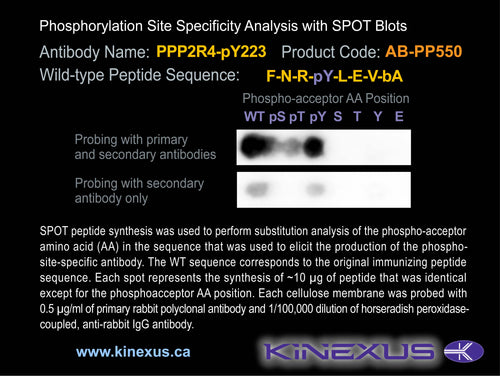 AB-PP550