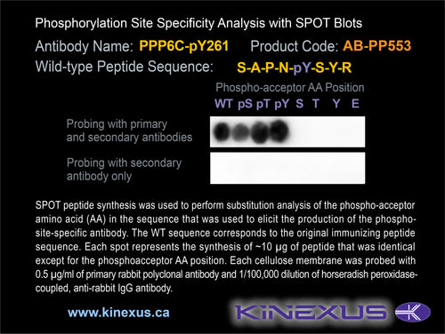 AB-PP553