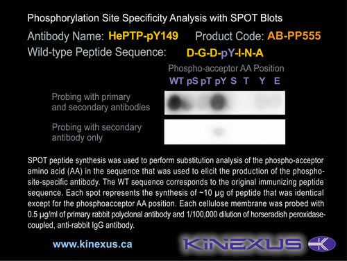 AB-PP556